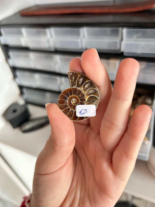 Half Ammonite - Random Pick