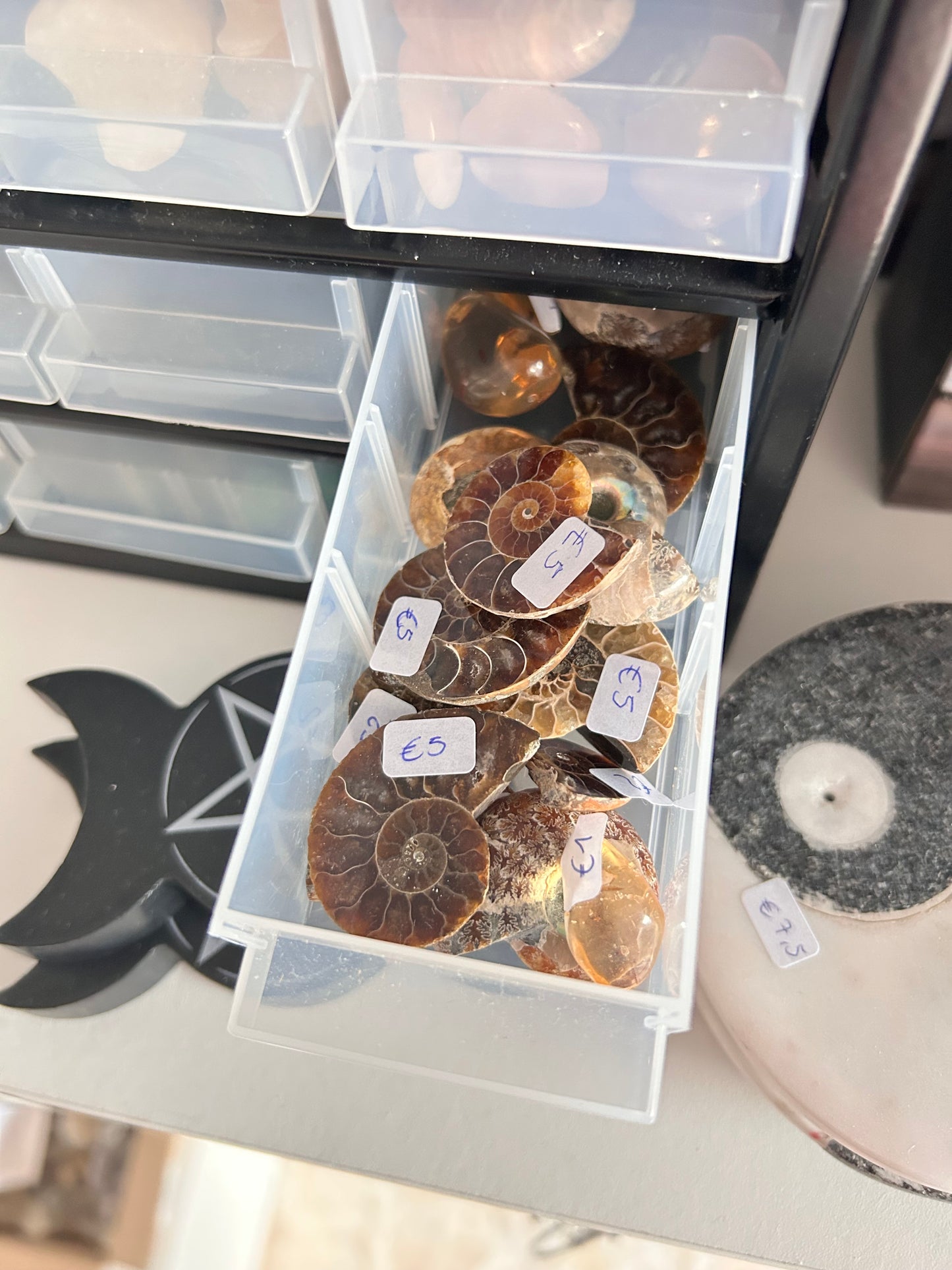 Half Ammonite - Random Pick
